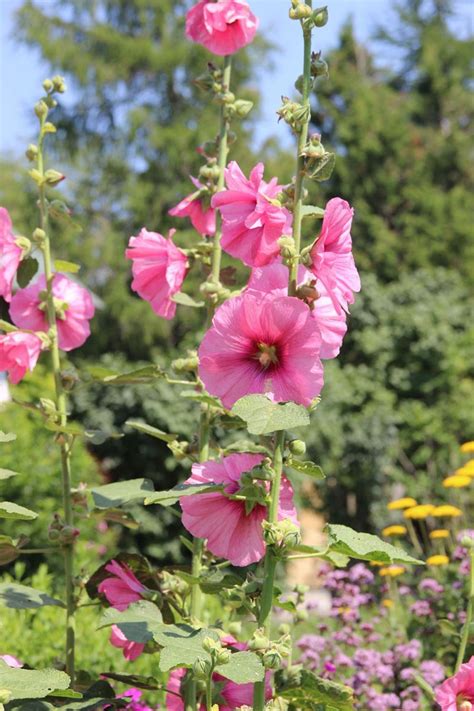 黃色扶桑花|袁晓辉 Rita : 朱槿 Hibiscus (芙蓉/扶桑/大紅花)